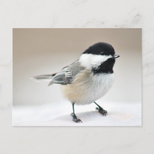Chickadee Postkarte (Vorderseite)