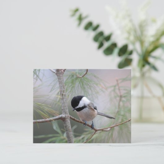 Chickadee Postkarte (Stehend Vorderseite)