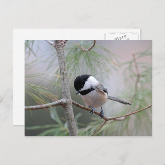 Chickadee Postkarte (Vorne/Hinten)