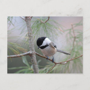 Chickadee Postkarte