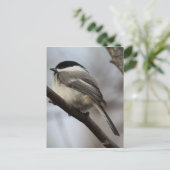 Chickadee Postkarte (Stehend Vorderseite)