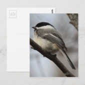 Chickadee Postkarte (Vorne/Hinten)
