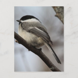 Chickadee Postkarte