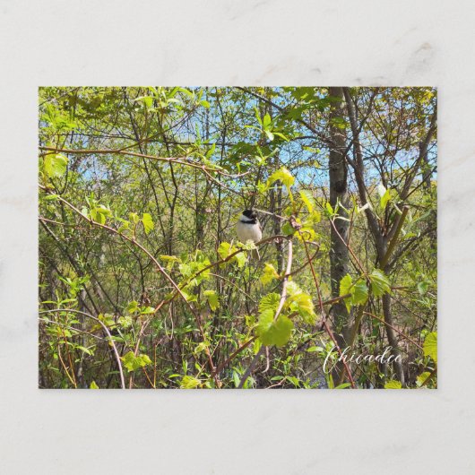 Chickadee Postkarte (Vorderseite)