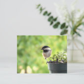 Chickadee Postkarte (Stehend Vorderseite)