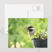 Chickadee Postkarte (Vorne/Hinten)