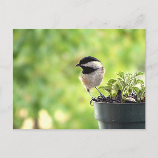 Chickadee Postkarte (Vorderseite)