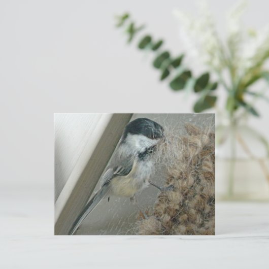 Chickadee-Postkarte Postkarte (Stehend Vorderseite)