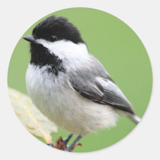Chickadee Runder Aufkleber (Vorderseite)