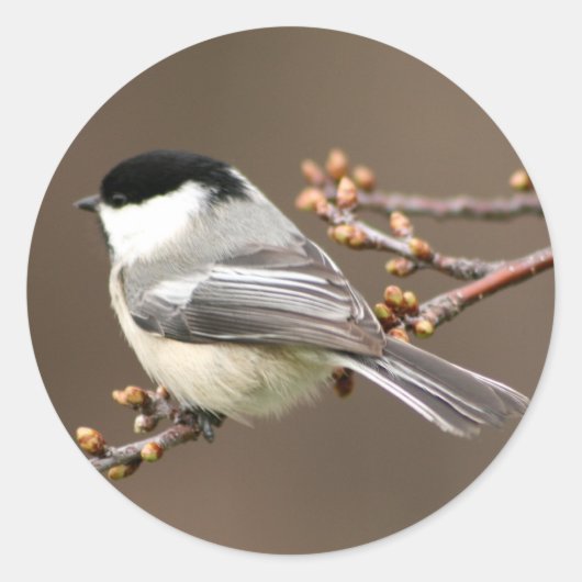 Chickadee Runder Aufkleber (Vorderseite)