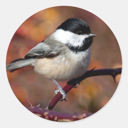 Chickadee Runder Aufkleber (Vorderseite)