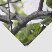 Chickadee Seidenpapier (Ausschnitt)