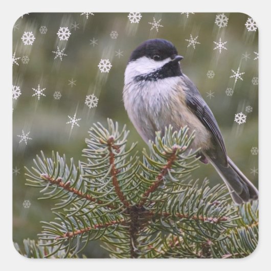 Chickadee Snow Flakes Pine Tree Winter Quadratischer Aufkleber (Vorderseite)