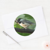 Chickadee Stickers (Umschlag)
