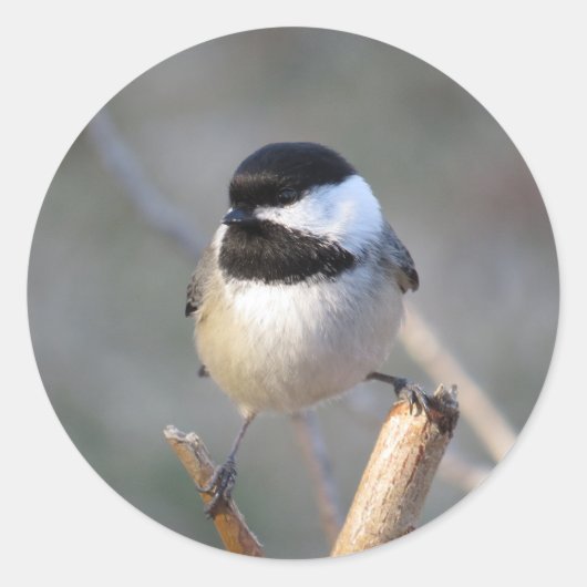 Chickadee-Umschlagaufkleber Runder Aufkleber (Vorderseite)