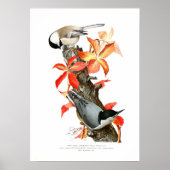 Chickadee und Nuthatch Poster (Vorne)