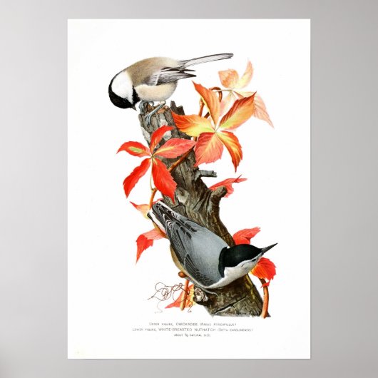Chickadee und Nuthatch Poster (Vorne)
