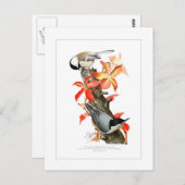 Chickadee und Nuthatch Postkarte (Vorne/Hinten)