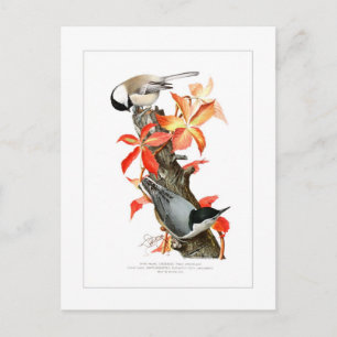 Chickadee und Nuthatch Postkarte