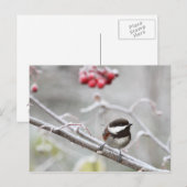 Chickadee und Rote Berries im Winter Postkarte (Vorne/Hinten)