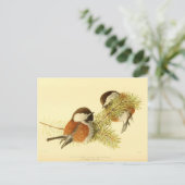 Chickadees Postkarte (Stehend Vorderseite)