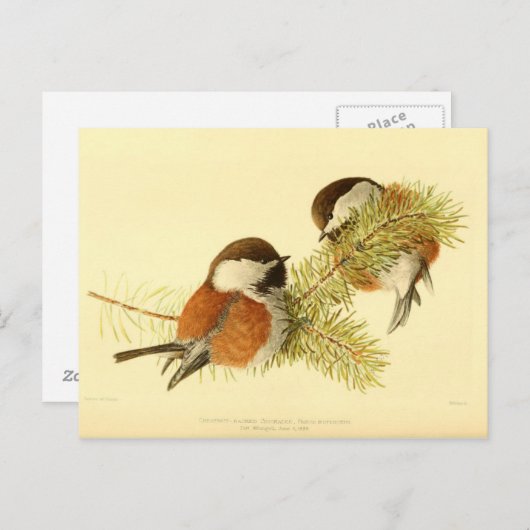 Chickadees Postkarte (Vorne/Hinten)