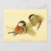 Chickadees Postkarte (Vorderseite)