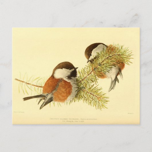 Chickadees Postkarte (Vorderseite)