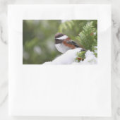 Chickadeo im Schnee auf einem Zedernbaum Rechteckiger Aufkleber (Tasche)