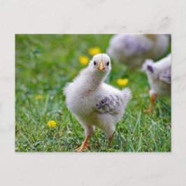Chicken Baby Chick Foto Postkarte