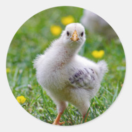 Chicken Baby Chick Foto Runder Aufkleber