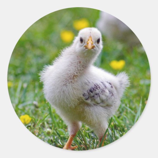 Chicken Baby Chick Foto Runder Aufkleber (Vorderseite)