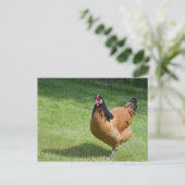 Chicken Black und Gold Vorwerk Foto Postkarte (Stehend Vorderseite)
