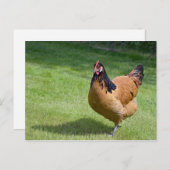 Chicken Black und Gold Vorwerk Foto Postkarte (Vorne/Hinten)