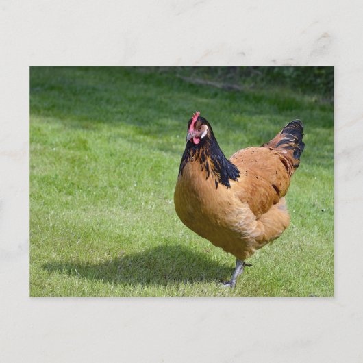 Chicken Black und Gold Vorwerk Foto Postkarte (Vorderseite)
