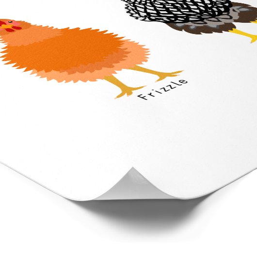 chicken breeds chart poster (Ecke)