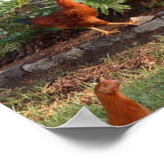 Chicken Chant Poster (Ecke)