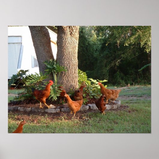 Chicken Chant Poster (Vorne)