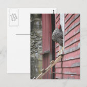 Chicken Coop Postkarte (Vorne/Hinten)