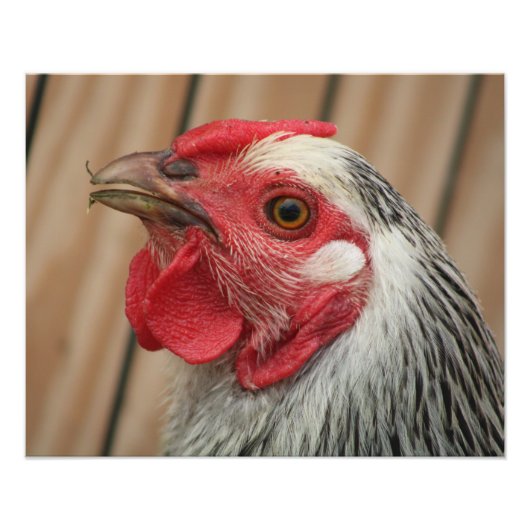 chicken fotodruck (Vorne)