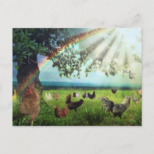 Chicken Heaven Postkarte (Vorderseite)