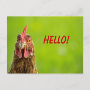 Chicken - Hello Postcard Postkarte