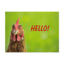 Chicken - Hello Postcard