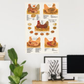 Chicken Hen Anatomie Poster (Heimbüro)