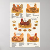 Chicken Hen Anatomie Poster (Vorne)