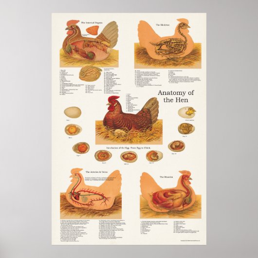 Chicken Hen Anatomie Poster (Vorne)