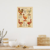 Chicken Hen Anatomy Chart Poster (Küche)