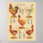 Chicken Hen Anatomy Chart Poster (Vorne)