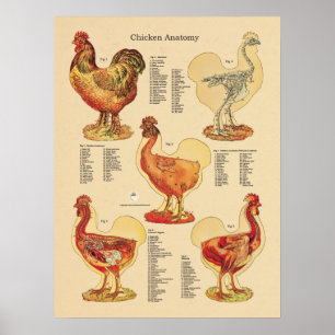Chicken Hen Anatomy Chart Poster