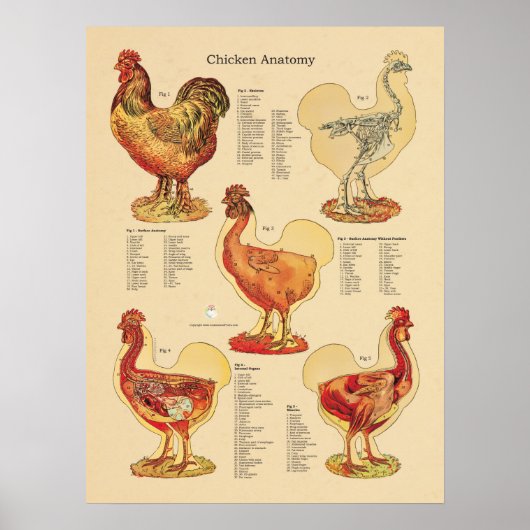 Chicken Hen Anatomy Chart Poster (Vorne)